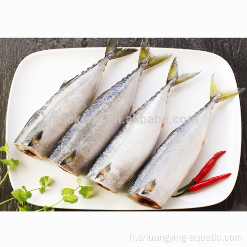 Meilleures marques Frozen Fish Mackerel Hgt pour conserve